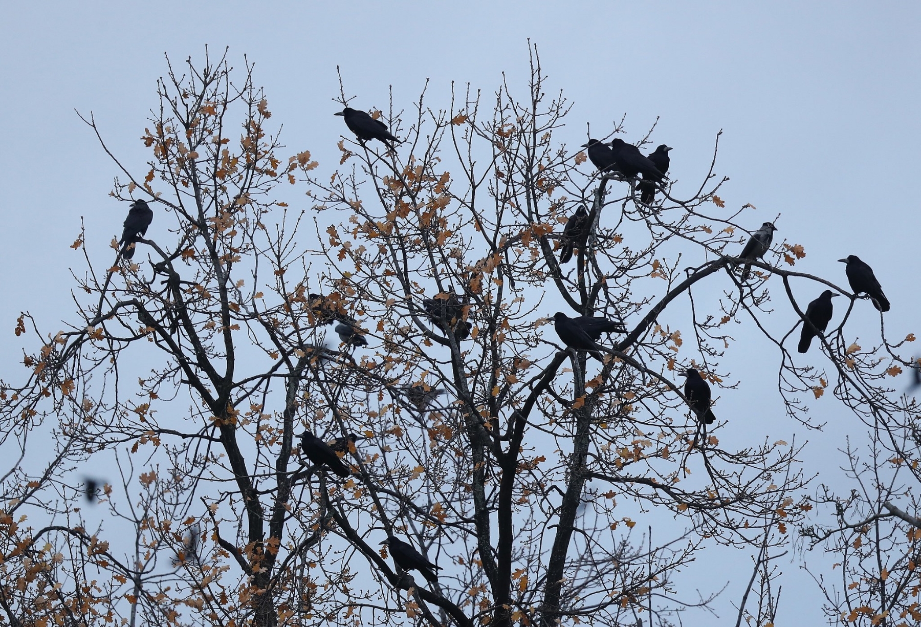 crow_1 H x W: crow_1 H x W: