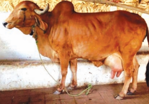 देसी गाय_1  H x