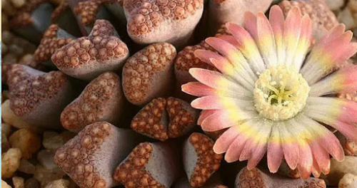 rare orchid in India_1&nb