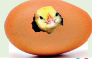 egg_1  H x W: 0