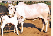 Cow