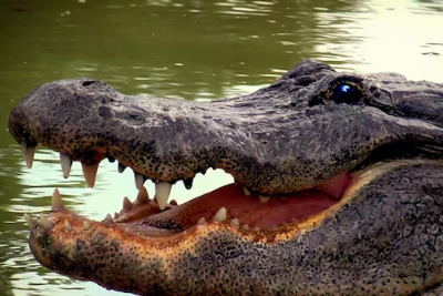 crocodile
