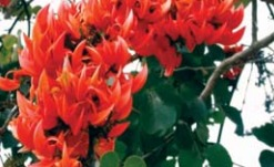 palash-gond-benefits