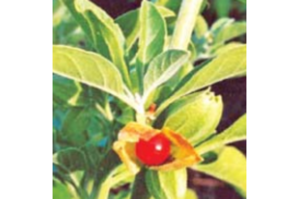 Ashwagandha