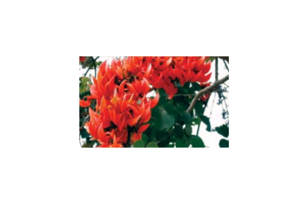 palash